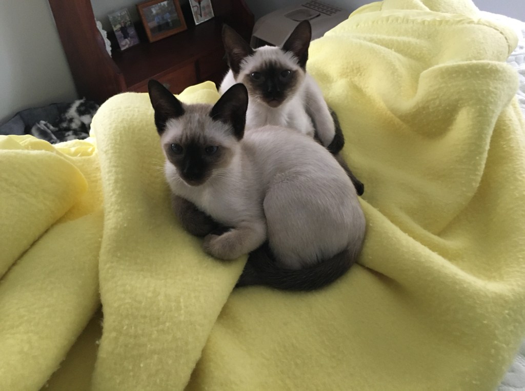 Siamese Kittens | Milo & Suki (01.2023)