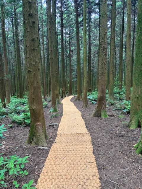 Jeju Island | South Korea (06.2024)