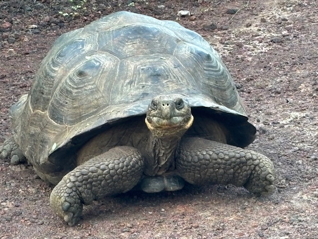 Galapagos Islands (Feb 2025)